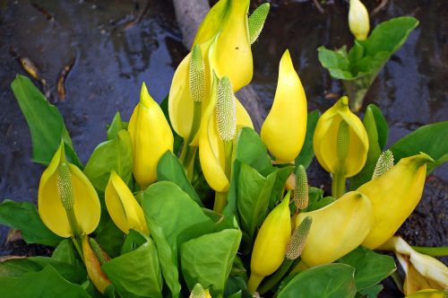 Lysichiton camtschatcensis yello