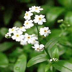Myosotis palustris ice pearl