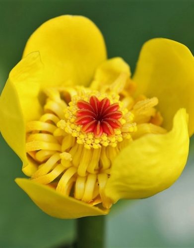 Nuphar lutea (fara ghiveci)