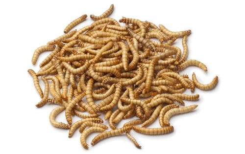 Viermi de faina uscate (100 Gram, Viermi de faina uscate