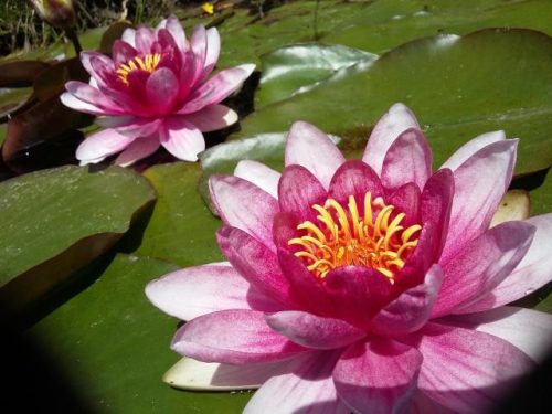 Nymphaea Attraction