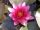 Nymphaea Burgundy princes (fara ghiveci)
