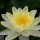 Nymphaea Chromatella
