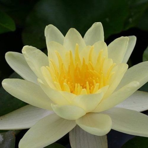 Nymphaea Chromatella
