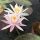 nufar, prec nufar, nufar prec, Nymphaea ‘Arc-en-Ciel