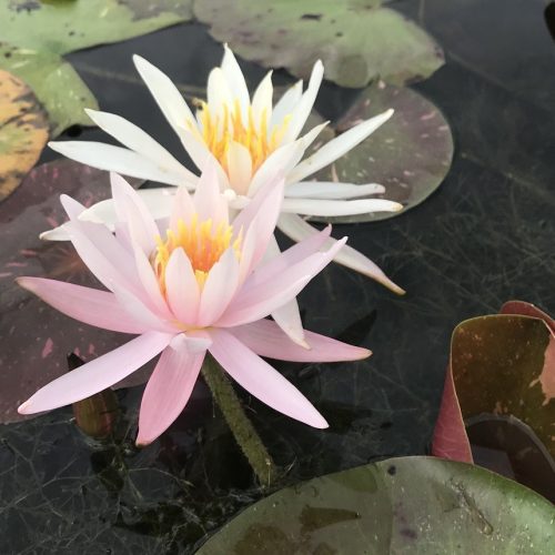 nufar, prec nufar, nufar prec, Nymphaea ‘Arc-en-Ciel