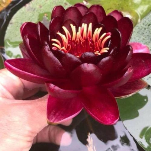 nuferi, Nymphaea Black Princess, nufer