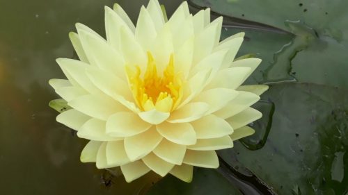 Nymphaea Concordia