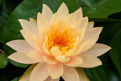 nuferi, Nymphaea Black Princess, nufer
