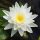 nuferi, nufer, Nymphaea Perry's Double White
