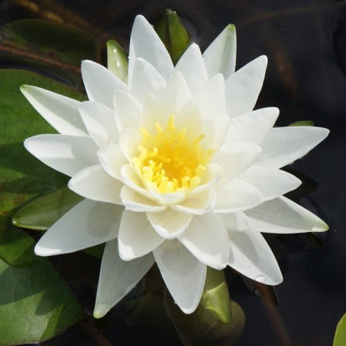 nuferi, nufer, Nymphaea Perry's Double White