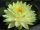 nuferi, nufer, Nymphaea Perry's Double Yellow