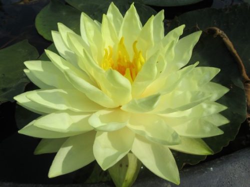 nuferi, nufer, Nymphaea Perry's Double Yellow