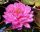 Nymphaea Fuchsia Pom Pom