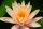 nuferi, nufer, Nymphaea Georgia Peach