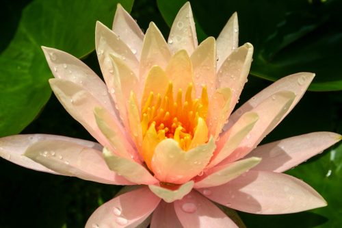 nuferi, nufer, Nymphaea Georgia Peach