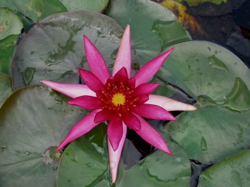 nuferi, nufer, Nymphaea Hidden Violet