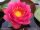 Nymphaea James Brydon, nuferi, nufer