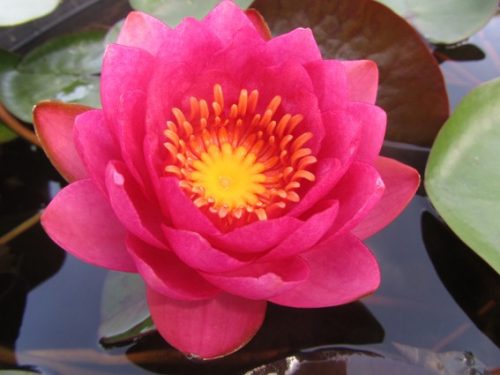 Nymphaea James Brydon, nuferi, nufer