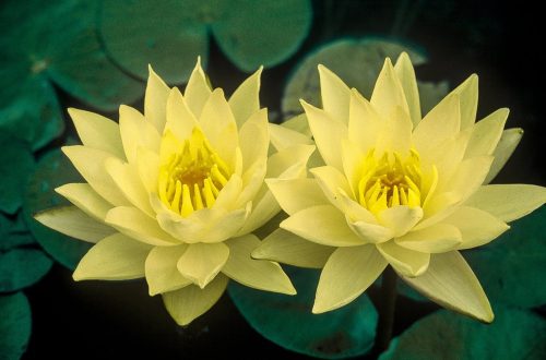 nuferi, nufer, Nymphaea Joey Tomocik