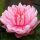 nuferi, nufer, Nymphaea Lilypons