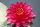nuferi, nufer, Nymphaea Manee Red