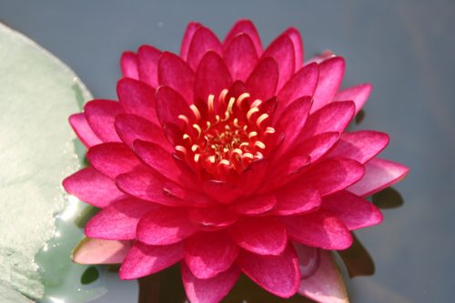 nuferi, nufer, Nymphaea Manee Red