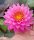 nuferi, nufer, Nymphaea Miss Siam
