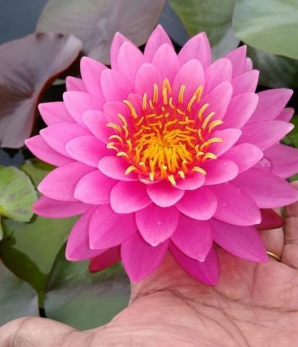 nuferi, nufer, Nymphaea Miss Siam