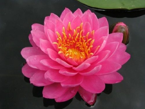 nuferi, nufer, Nymphaea ‘Perry’s Fire Opal