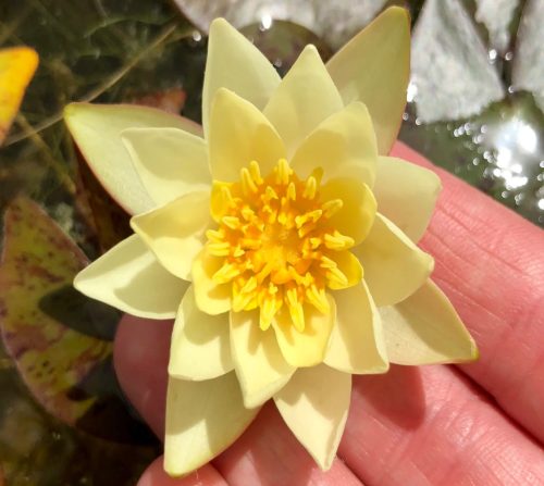 nuferi, nufer, Nymphaea Pygmaea Helvola