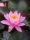 nuferi, Nymphaea Pink Opal, nufer