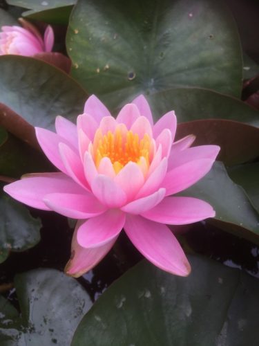 nuferi, Nymphaea Pink Opal, nufer