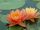 nuferi, nufer, Nymphaea ‘Perry’s Orange Sunset