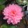 nuferi, nufer, Nymphaea Pink Pom Pom