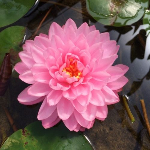 nuferi, nufer, Nymphaea Pink Pom Pom