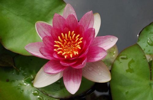 nuferi, nufer, Nymphaea Pygmaea Rubra