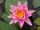 nuferi, nufer, Nymphaea Pink Sensation