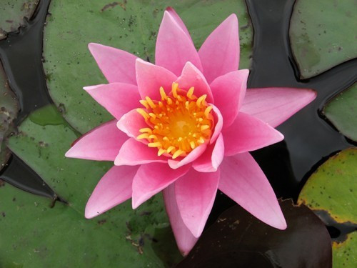 nuferi, nufer, Nymphaea Pink Sensation
