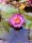 nuferi, nufer, Nymphaea Queen Sirikit