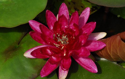 nuferi, nufer, Nymphaea Red Paradise