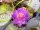 nuferi, nufer, Nymphaea Siam Purple 1