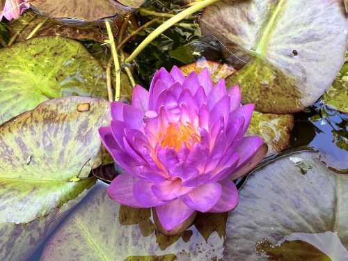 nuferi, nufer, Nymphaea Siam Purple 1