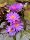 nuferi, nufer, Nymphaea Siam Purple 2