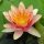 nuferi, nufer, Nymphaea Sioux
