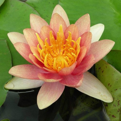 nuferi, nufer, Nymphaea Sioux