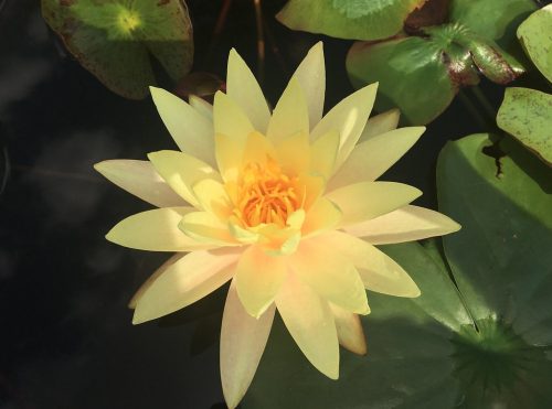 nuferi, nufer, Nymphaea Texas Dawn