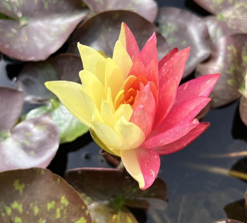 nuferi, nufer, Nymphaea Wanvisa