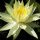 Nymphaea Colonel A.J. Welch (fara ghiveci)