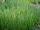 Equisetum scirpoides
